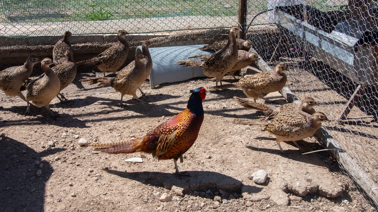 Selçuk Üniversitesi yine öncü oldu: sülün üretimi yaygınlaşıyor